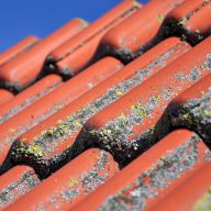 Moss & Lichen Growing On Roof Tiles