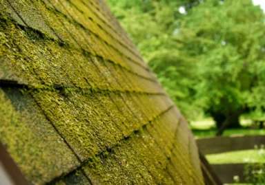 Moss Covered Roof Tiles
