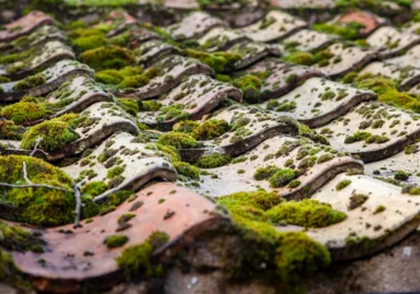 Moss Growing On Roof Tiles